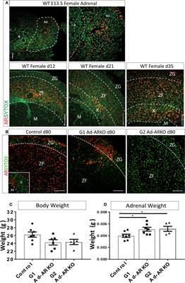Androgen Receptor Is Dispensable for X-Zone Regression in the Female Adrenal but Regulates Post-Partum Corticosterone Levels and Protects Cortex Integrity